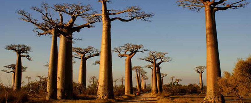 L'allée des baobabs